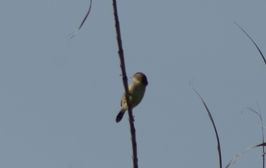 aiuto per classificare passeriforme